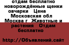 отдам бесплатно новорождённые щенки овчарки › Цена ­ 10 - Московская обл., Москва г. Животные и растения » Отдам бесплатно   